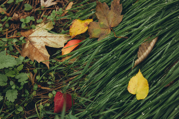 
autumn leaves