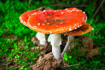 A pack of fly agaric mushrooms in forest