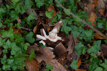 A broken mushroom lying on the forest floor in autumn