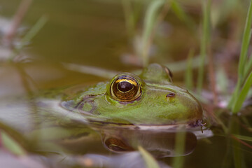 frog in the water