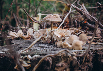 
mushroom family