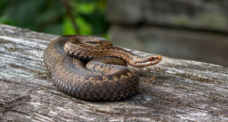 close up of a snake