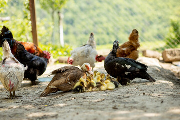 Mother duck with her ducklings. There are many ducklings following the mother.