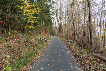 Forest road under sunset sunbeams. Lane running through the autumn deciduous forest at dawn or sunrise.