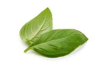 Fresh basil leaves, close-up, isolated on white background