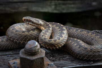 close up of a snake