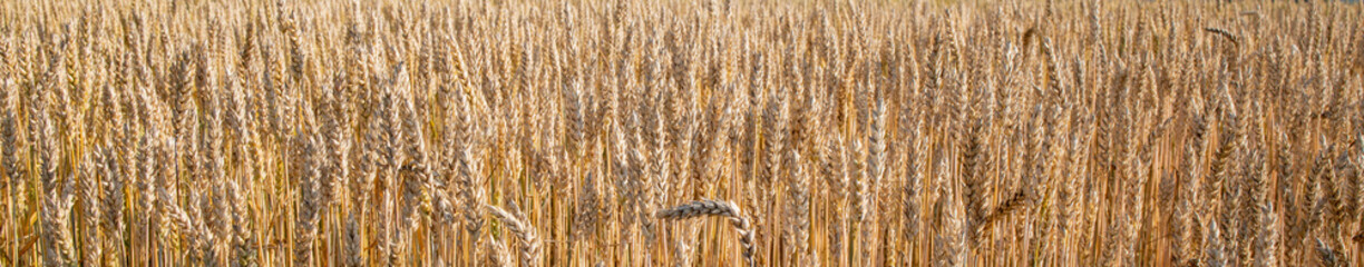 Fototapeta premium Gold Wheat Field. Beautiful Nature Sunset Landscape. Background of ripening ears of meadow wheat field. Concept of great harvest and productive seed industry
