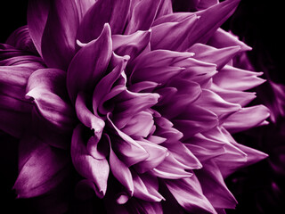 Makro Dahlie in lila