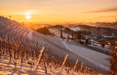 Snowy vineyard in winter at sunraise in Styria Austria Slovenia border.