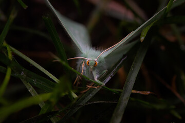 butterfly on the grass