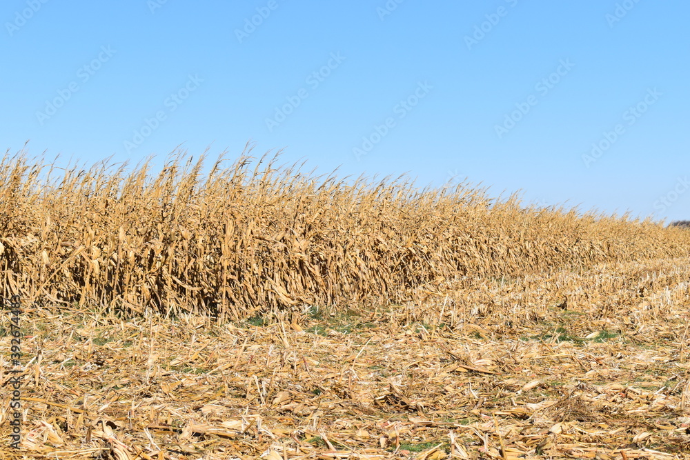 Canvas Prints corn field during harvest season