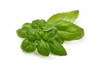 Fresh basil leaves, close-up, isolated on white background