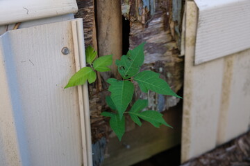 Poison Ivy Growing on Building Toxicodendron radicans