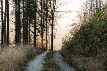 Forest road under sunset sunbeams. Lane running through the autumn deciduous forest at dawn or sunrise.