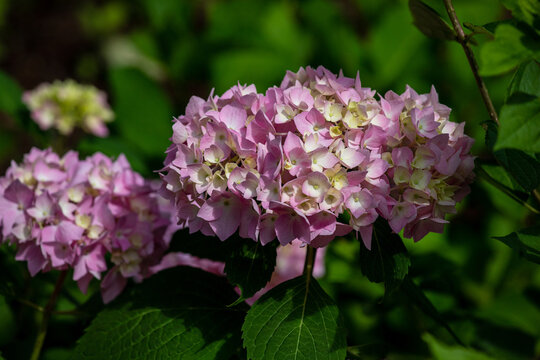 Portrait of pink hortensia flowers in the summer time garden