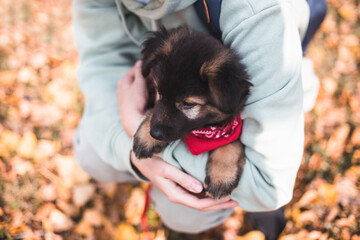 cute puppy in the arms outdoor