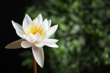Beautiful white lotus flower and blurred green plant on background. Space for text