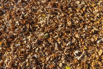 Beautiful texture of dry brown and yellow autumn oak leaves is in the park