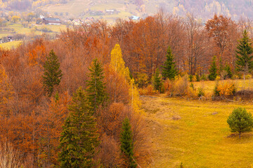 Autumn forests trees textures with amazing shades and fall colors great for backgrounds