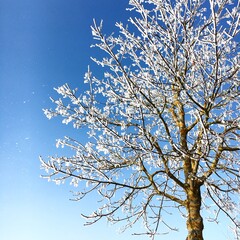 Baum im Schnee