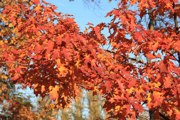 cute cozy corner in the autumn park