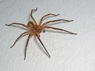 House Spider, Hausspinne (Tegenaria domestica)