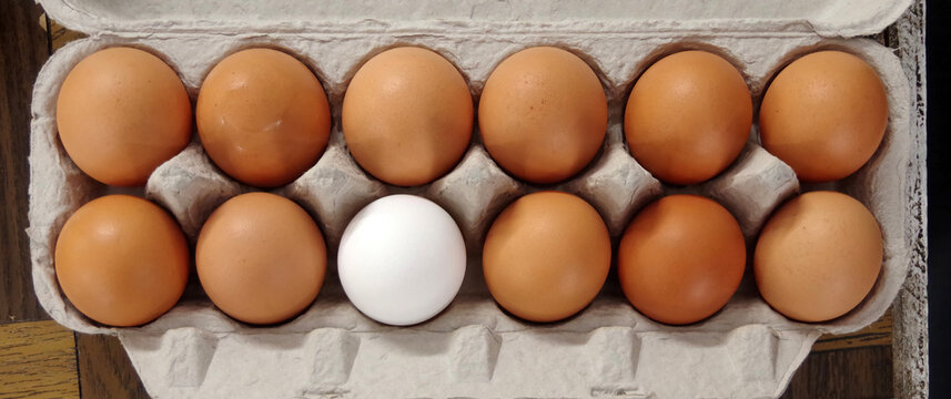 Eleven Brown Eggs Plus One White