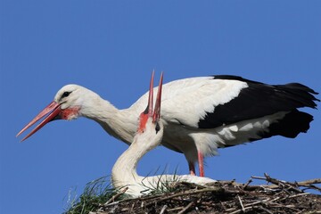  2 white storks in the nest