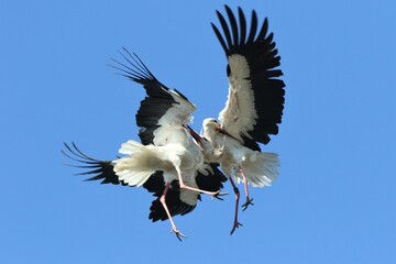 2 White storks fighting in the air 3