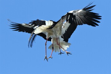 2 White storks fighting in the air 2