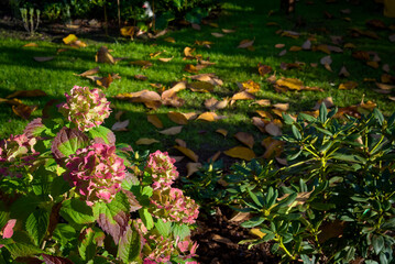 hydrangea and rhododendron against the background of a lawn with fallen leaves