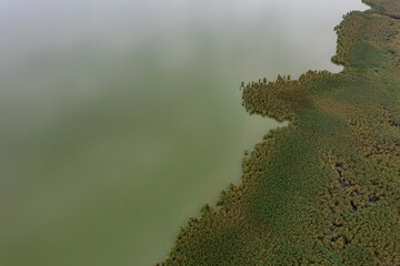 Top view af green lake water and flora. Abstract texture
