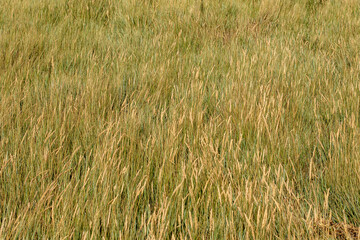 Grass tuning golden at the end of summer