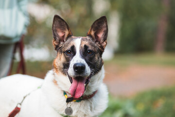 big kindly dog with silhouette of human on background
