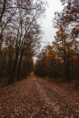 Fototapeta premium Autumn forest in Budapest's suburb 