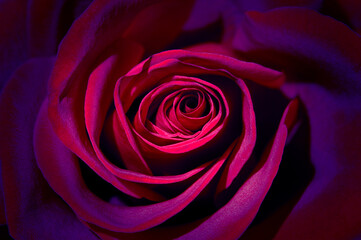 Beautiful dark purple red rose in blue light closeup Nature macro photography