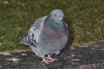 Dove on the lawn of the city square.
