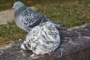 Dove on the lawn of the city square.