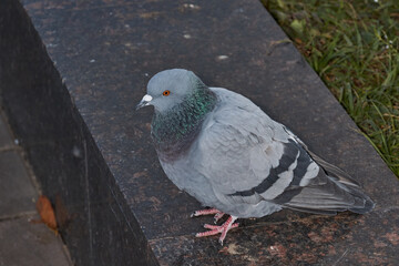 Dove on the lawn of the city square.