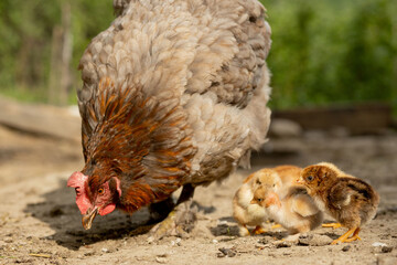 Closeup of a mother chicken with its baby chicks on the farm. Hen with baby chickens