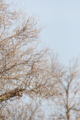Alberi di ulivo affetti da Xylella fastidiosa