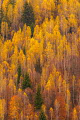 Autumn forests trees textures with amazing shades and fall colors great for backgrounds