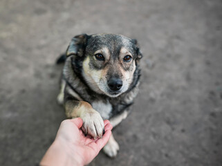 cute sad dog looks devotedly at the owner and gives him his paw in his hand