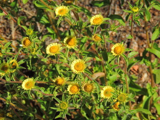 Starwort (Pallenis spinosa)