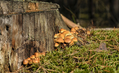 A family of inedible light yellow mushrooms growing near a tree stump close-up.