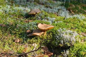Inedible poisonous mushrooms growing in the moss of the autumn forest.