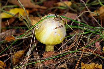 W lesie © Magical moments