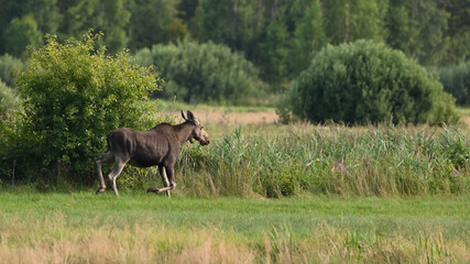 Obraz na płótnie Canvas walking moose