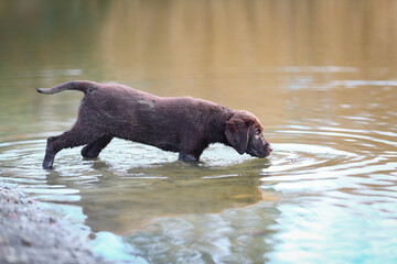 Obraz premium Brauner Labrador Welpe an einem See im Wasser