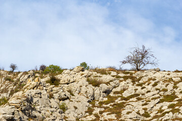 Lonely tree standing out the rocky mountain